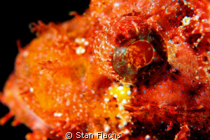 Eye of juvenile scorpio fish by Stan Flachs 